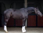 JUMENT DE DRESSAGE (CCE) &ndash; 4 ANS &ndash; JAYSON x GRIBALDI 