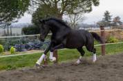 JUMENT DE DRESSAGE (CCE) &ndash; 4 ANS &ndash; JAYSON x GRIBALDI 
