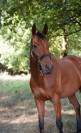 Hongre de 6 ans polyvalent