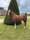 Ponette de 7ans