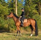 Gelding Selle Fran&ccedil;ais For sale 2021 Bay