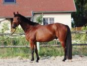 Gelding Selle Fran&ccedil;ais For sale 2021 Bay
