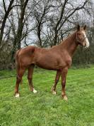 Cheval de sport 