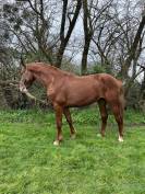 Cheval de sport 