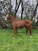 Cheval de sport 