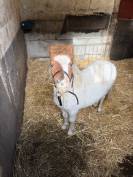 Shetland &agrave; vendre  