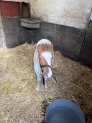 Shetland &agrave; vendre  
