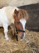 Shetland &agrave; vendre  