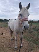 Poney - Hongre connemara plein papier de 6 ans