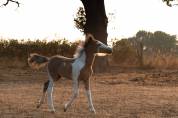 Poney taille C 