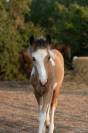 Poney taille C 