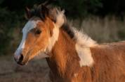 Poney taille C 