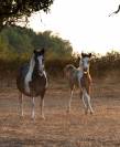Poney taille C 