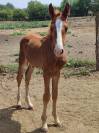 Foal Candy de Nantuel x Quick Star 