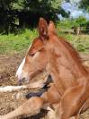 Foal Candy de Nantuel x Quick Star 