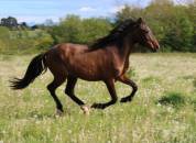 Cheval Pure Race Espagnole 