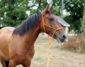 Cheval Pure Race Espagnole 