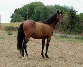 Cheval Pure Race Espagnole 