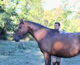 Cheval Pure Race Espagnole 