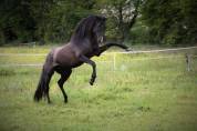 Cheval Pure Race Espagnole 
