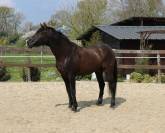 Cheval Pure Race Espagnole 