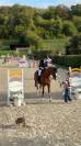 Cheval magnifique &agrave; vendre 