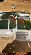 Cheval magnifique &agrave; vendre 