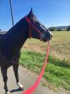 Paint horse 