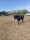 Paint horse 