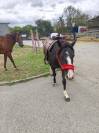 Paint horse 