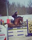 Cheval Hongre 8 ans
