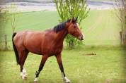Cheval Hongre 8 ans