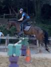 Poney Connemara part bred &agrave; vendre
