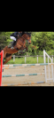 Poney Connemara part bred &agrave; vendre