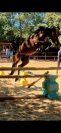 Poney Connemara part bred &agrave; vendre