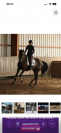 Cheval amateur &eacute;lite 
