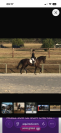 Cheval amateur &eacute;lite 