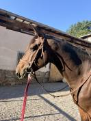 M&acirc;le CSAN/SFO 3 ans 