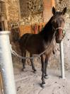 M&acirc;le CSAN/SFO 3 ans 