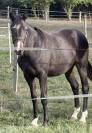 Pouliche 2025 par Very Star Kerveyer 