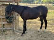 Pouliche 2025 par Very Star Kerveyer 
