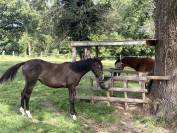 Pouliche 2025 par Very Star Kerveyer 