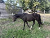 Pouliche 2025 par Very Star Kerveyer 
