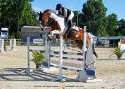 Cheval de sport pie sf