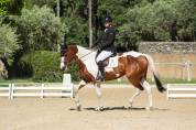 Cheval de sport pie sf