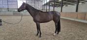 Tr&egrave;s brave jument de 7 ans pour amateur