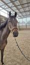 Tr&egrave;s brave jument de 7 ans pour amateur