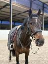 Tr&egrave;s brave jument de 7 ans pour amateur
