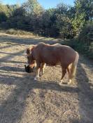 Shetland des 7ans pour fait des sailles 