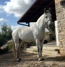 Vendo cavalla andalusa PRE ANCCE di 5  anni